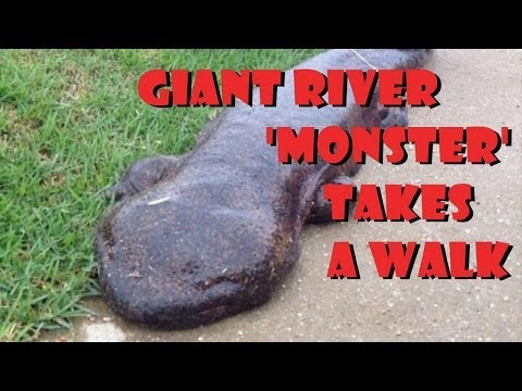 River 'Monster' Takes A Walk