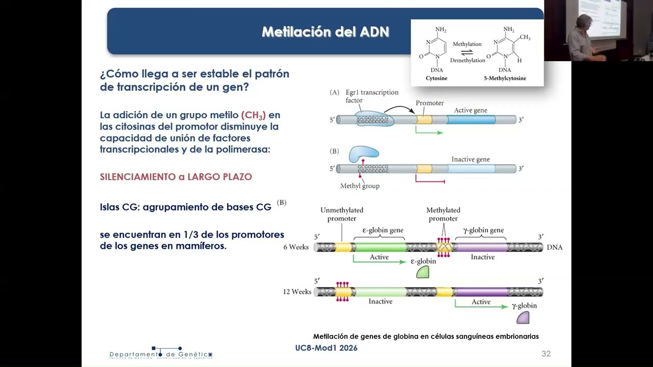 UC8 T1C Bases-Geneticas-Desarrollo-C-Regulacion-Expresion-Genica