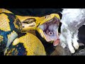 FEEDING THE LARGEST SNAKES IN THE WORLD!! | BRIAN BARCZYK
