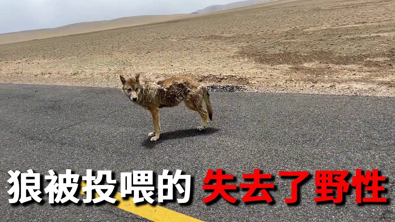 前往新疆地界了，进入羌塘无人区，遇见狼被投喂多了的狼！早就失去了野性~【邵哈哈环国旅行】