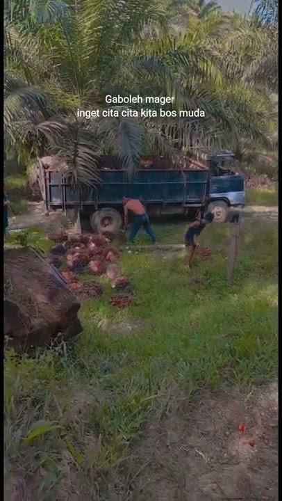 Story wa sawit
