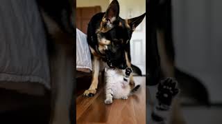 Немецкая овчарка и милый котенок