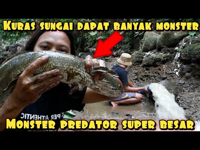 KURAS CURUG ANGKER DAPAT MONSTER PREDATOR BESAR class=