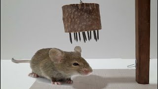 mouse trap | The most effective simple homemade mouse trap 2023