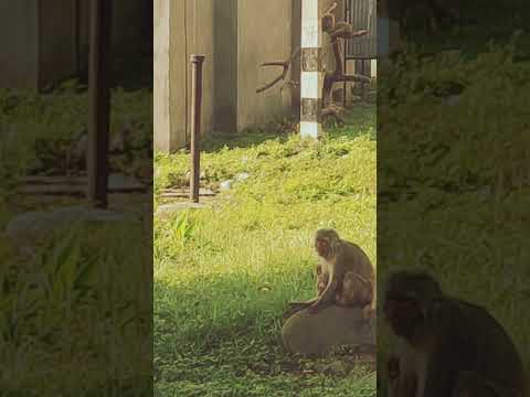 quarter ke samne itne cute se monkey  😲 monkey king and children #shorts #shortvideo #youtubevideo