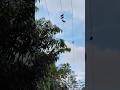 বিদ্যুতের তারে বসে থাকা শান্ত পায়রা। #pigeonvideo #shorts