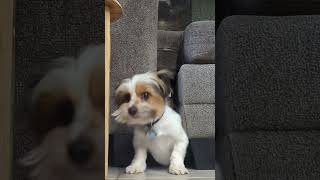Puppy gets stuck in a gap between couches but wiggles through #puppy #dog #pets #stuck #cuteanimals