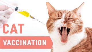 Cat Vaccination | Kitten Vaccination by Lucky Meow 161 views 2 years ago 2 minutes, 14 seconds