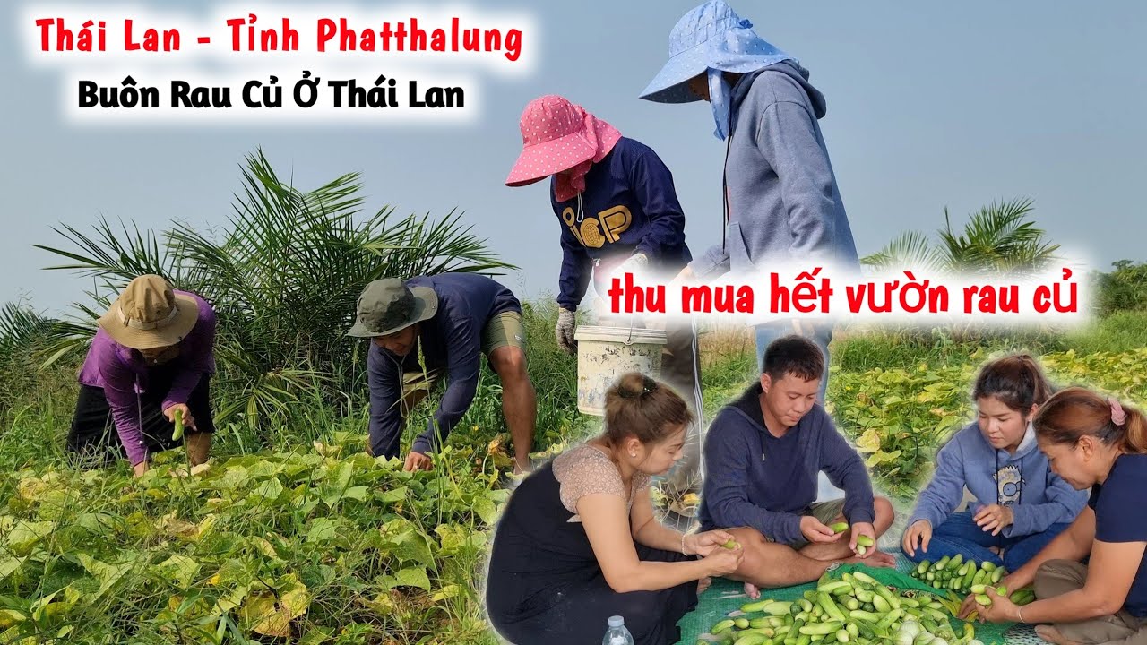Con Rể Việt Theo Mẹ Vợ Thái Học Làm Ăn, Thử Thu Mua Vườn Rau Củ Của Dân Địa Phương Đem Bán Chợ Thái