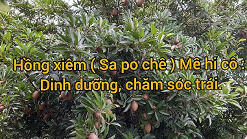 Hồng xiêm ( Sa po chê ) Mê hi cô : chia sẻ kỹ thuật  về Dinh dưỡng, Xử lý ra hoa và Dưỡng trái!.
