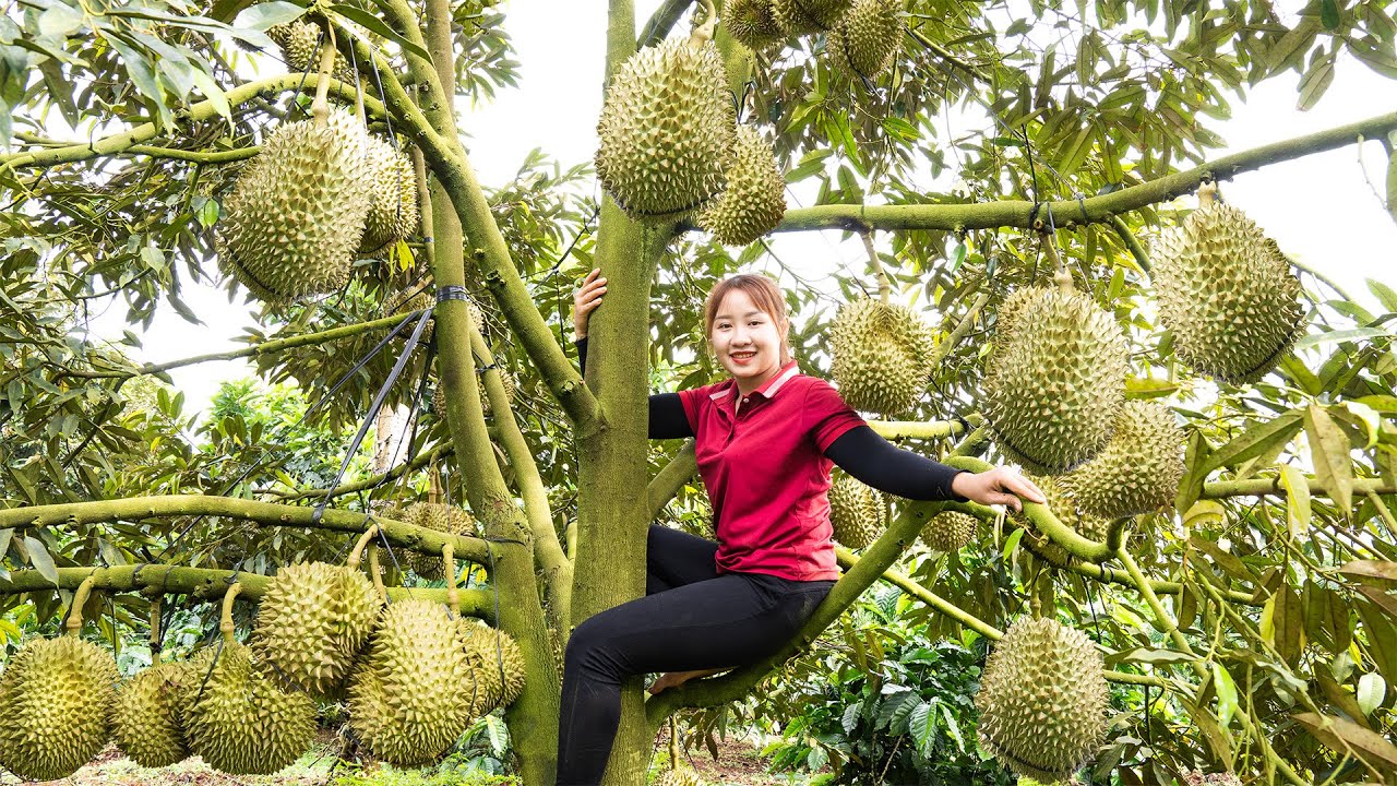 Harvesting Giant Fresh Durian Fruit Goes To Countryside Market Sell | Lucia New Life