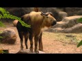 Talking Takin - Cincinnati Zoo