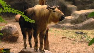 Talking Takin - Cincinnati Zoo