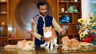 বিদেশি বিড়ালের দাম জানুন | Persian cat price in Bangladesh 2023 | রাজশাহীতে বিড়ালের দাম কত?