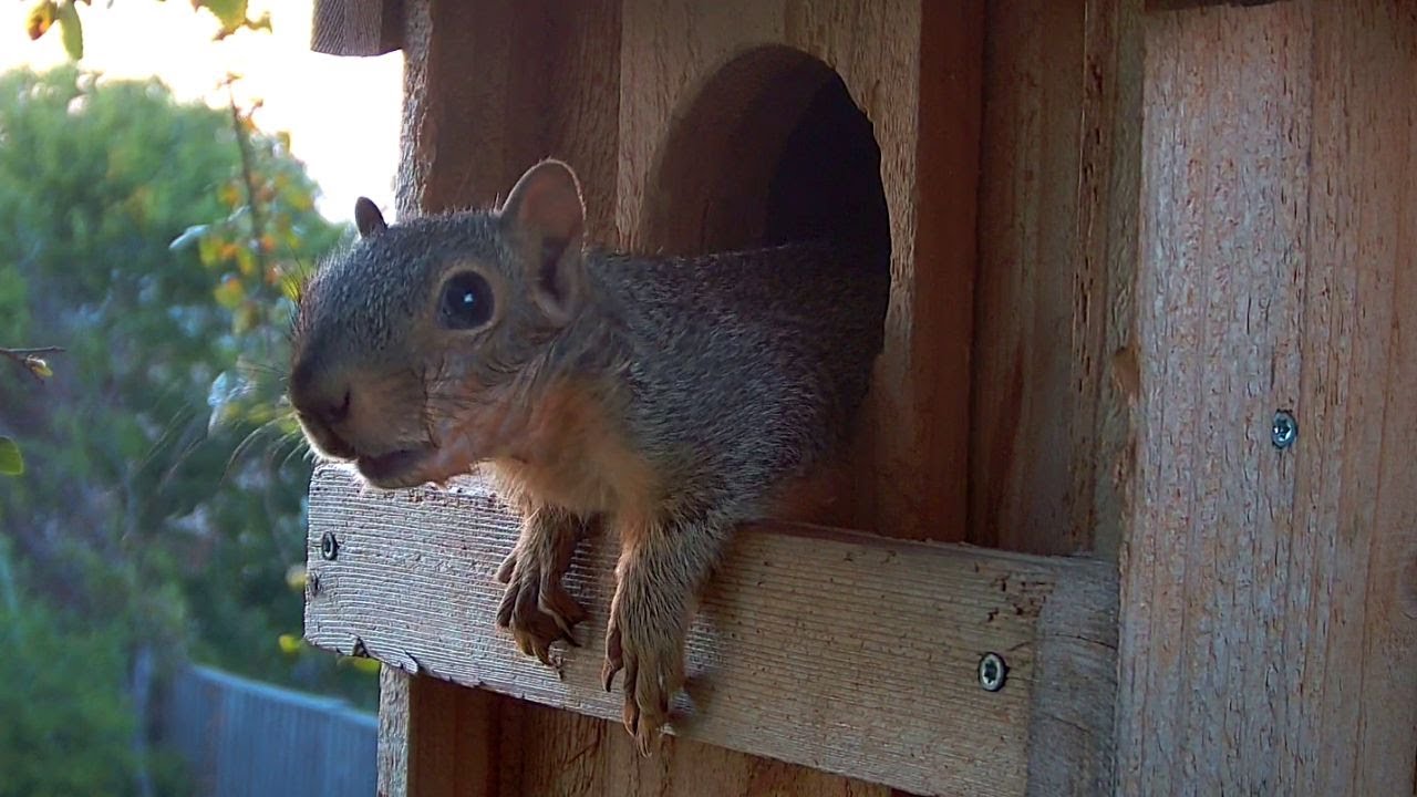 8 Week Old Squirrel Climbs Out Of Nest First & Second Time With Mom Encouraging Her