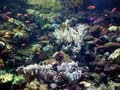 Как Образуются и где Обитают Кораллы?