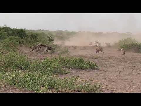 Video: Hifadhi Ya Kitaifa Ya Amboseli. Kenya