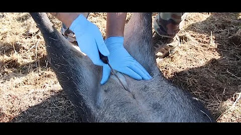HOW TO FIELD DRESS GAME  ( WILD PIG )