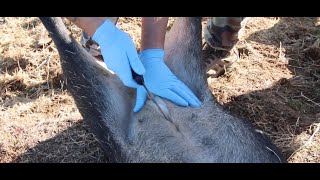 HOW TO FIELD DRESS GAME  ( WILD PIG )