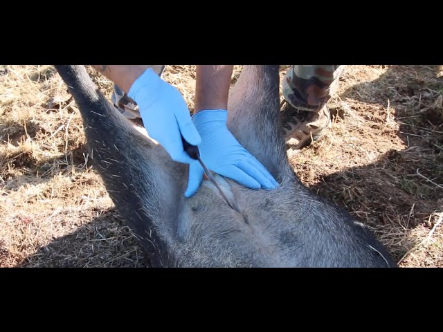 HOW TO FIELD DRESS GAME ( WILD PIG )