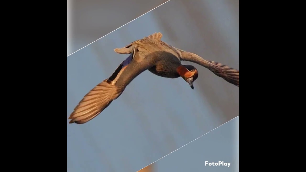 Чирок- свистунок и чирок- трескунок.