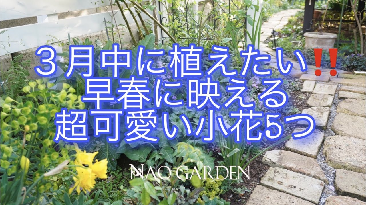 ガーデニングvlog ３月中に植えたい 早春に映える超オススメ可愛い小花５つ Recommended Flowers To Plant In Early Spring Youtube