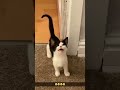 #funny #funnypets #youtube #cat #funnyanimals #youtubeshorts