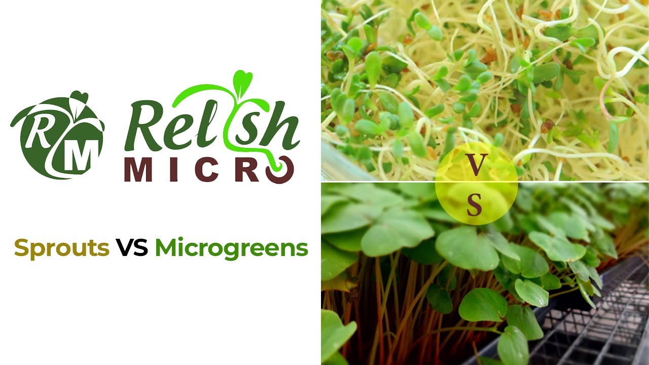 Sprouts vs Microgreens Sprouts MicroGreens Relish Micro YouTube