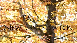 Fall in New Brunswick, Canada | Nature &amp; Wildlife