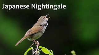 Nightingale Jepang - nyanyian burung di hutan