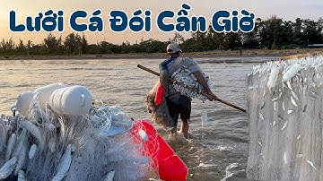 Nghề mưu sinh lưới cá đói cần giờ toàn cá khủng vác về không nổi