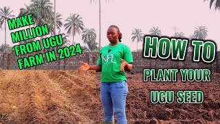 MAKE MILLION FROM UGU FARMING IN 2024 |How to plant ugu seeds #ugu #ugufarm #millionairefarmer #farm