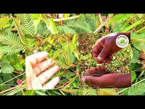 Hii Nidawa Yamapenzi Inamvuto Mkal Pia Ni Libwata 255786317169 255620538801