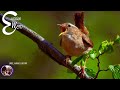The best melodies voice of Eurasian wren (Troglodytes troglodytes)- Great Nature Voice ever #birds