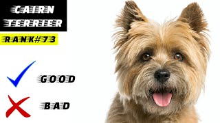 Cairn Terrier Pros And Cons screenshot 2