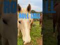 Haifa: Horses Greet