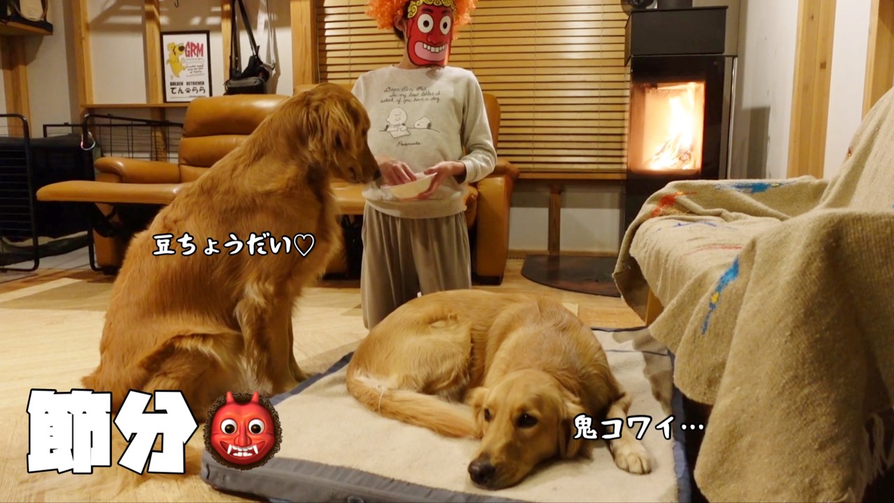 ゴールデンレトリバーと節分👹】鬼に豆をもらう姉ゴル＆鬼が怖い妹ゴル