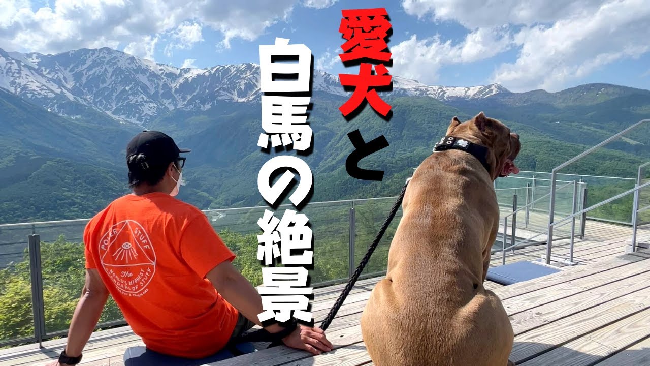 【犬連れ車中泊旅】長野県白馬村 北アルプスの絶景に感動！愛犬と初ゴンドラで空中散歩♪