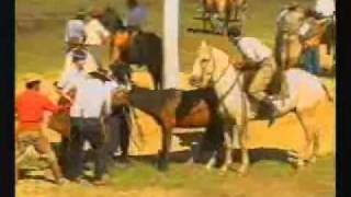 Video thumbnail of "Carrera de Potros - Fiesta de la Patria Gaucha"