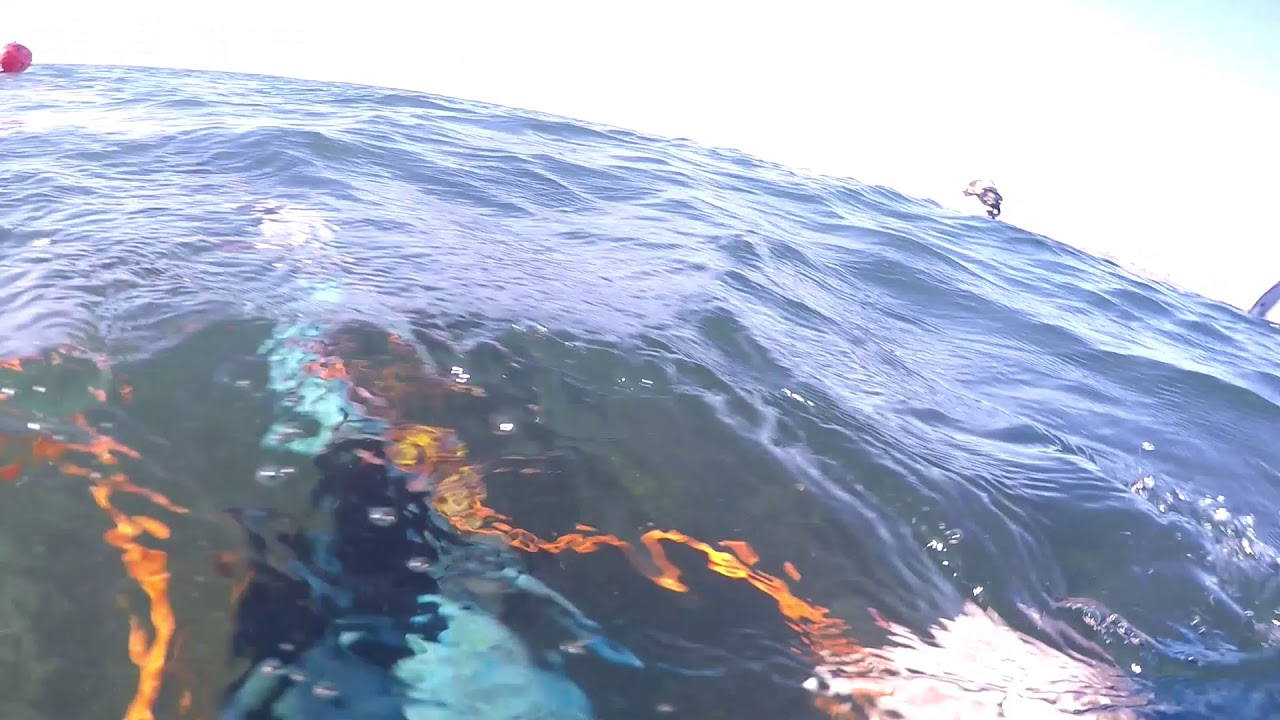 Speared - Red Morwong