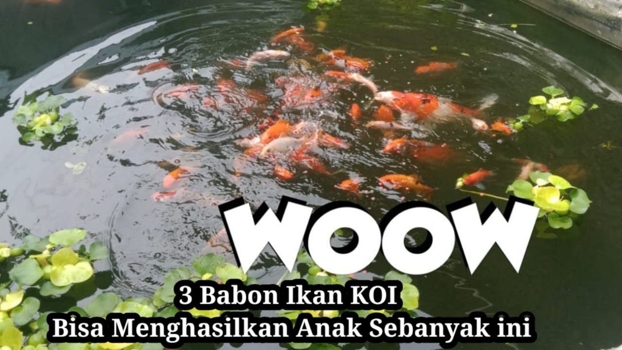 Ikan KOI Ternak ikan koi yang menghasilkan di kolam yang sederhana