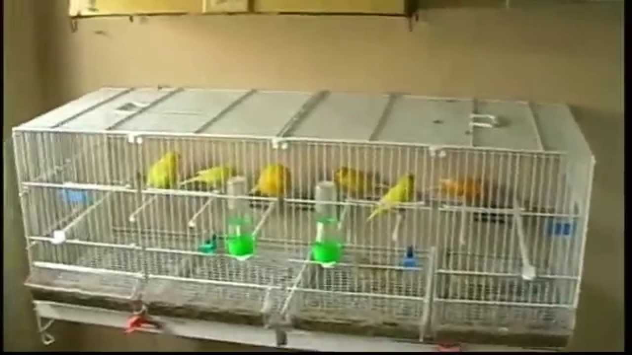 la cria de canarios ( mi aviario ) - YouTube