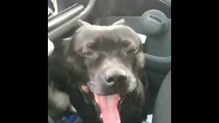 Staffordshire Bull Terrier Fuuny Noise