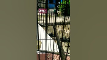 coba tes mental cipoh anda..!!