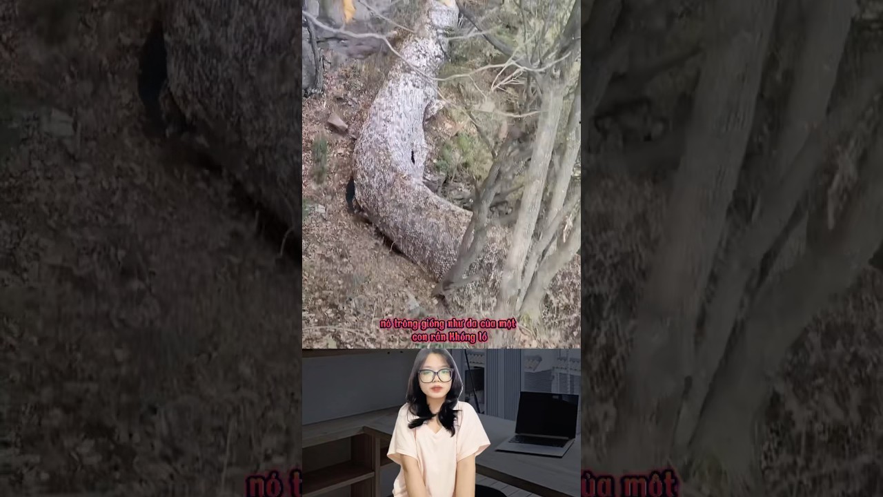 preview_player
