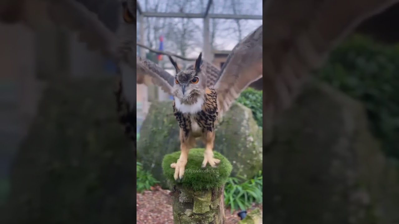 Смешная сова #смешно #смешныеаниме #смешныешорты #животные #fyp #длятебя #сша