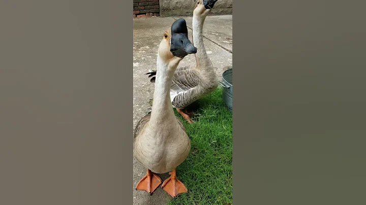 Talking to Geese - DayDayNews