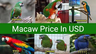 Macaws Price In USD