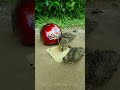 Unique bird trap easy - quail trap #shorts