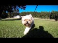 Boondock the Lhasa Apso runs into the GoPro